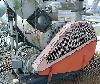  STRONG SCOTT Solidaire Crystallizer, Model SJS,